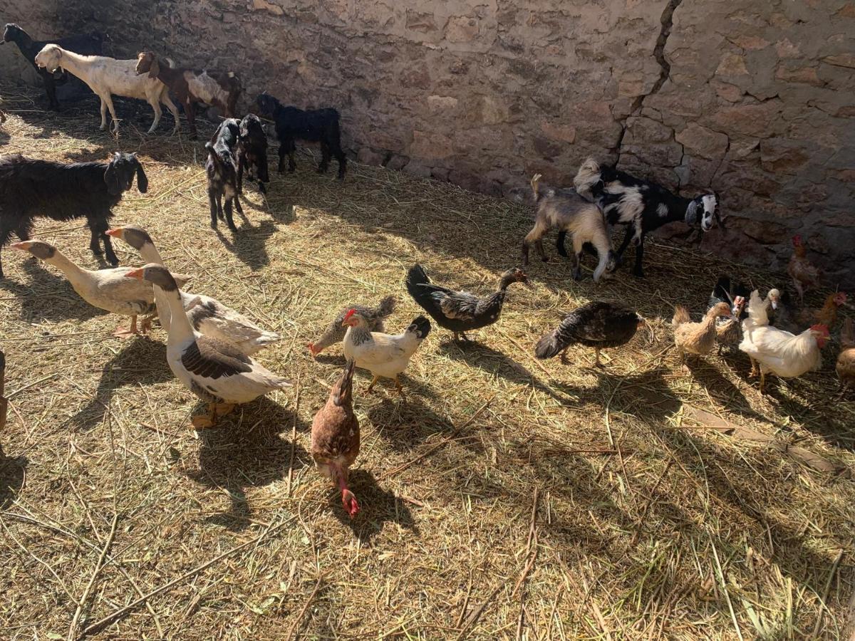 Nubian Farm Aswan别墅 外观 照片